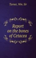 Report on the bones of Cetacea