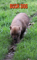 Bush Dog