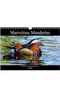 Marvellous Mandarins 2018