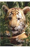 Camera Shy Tiger Cub Journal: 150 page lined notebook/diary