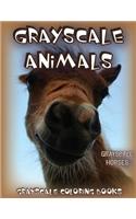 Grayscale Animals Horses