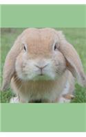 Spring Bunny