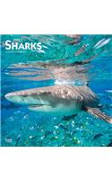 Sharks 2020 Square