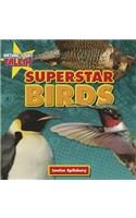 Superstar Birds