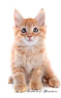 Maine Coon Kitten Workbook of Affirmations Maine Coon Kitten Workbook of Affirmations: Bullet Journal, Food Diary, Recipe Notebook, Planner, To Do List, Scrapbook, Academic Notepad