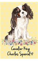 Cavalier King Charles Spaniel