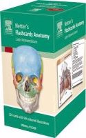 Flashcards Anatomy