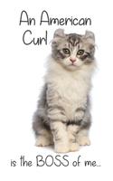 A Silver Tabby American Curl Cat is the Boss of me...