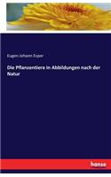 Pflanzentiere in Abbildungen nach der Natur