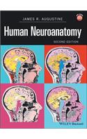 Human Neuroanatomy