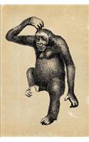 Troglodytes Gorilla