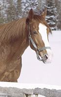 2020 Daily Planner Horse Photo Equine Winter Horse Snow 388 Pages: 2020 Planners Calendars Organizers Datebooks Appointment Books Agendas