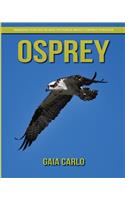 Osprey