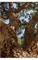 Quercus Suber Cork Oak Tree Trunk and Bark in Italy Journal