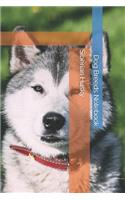Siberian Husky