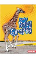 Meet a Baby Giraffe