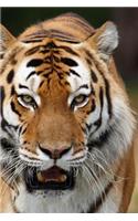 MindBlowing Cute Siberian Tiger Journal 4