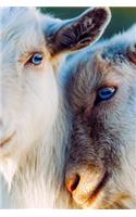 Goats Notebook