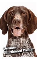 German Shorthaired Pointer
