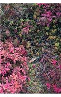 Autumn Ground III - Sweden - Photo Art Notebooks (6 x 9 series)