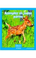 Animales En Todas Partes