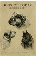 Dogs of Today