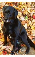 2020 Weekly Planner Black Labrador Retriever Dog Fall Leaves 134 Pages: 2020 Planners Calendars Organizers Datebooks Appointment Books Agendas
