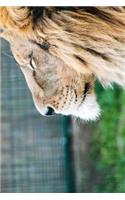 Lion Side Portrait Journal: 150 page lined notebook/diary