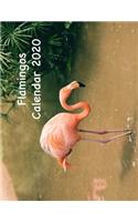 Flamingos Calendar 2020