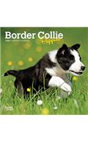 Border Collie Puppies 2020 Mini Wall Calendar