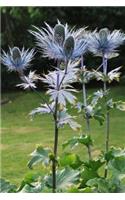 Silver Thistle Highland Flowering Plant in Scotland Journal: 150 Page Lined Notebook/Diary