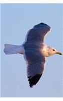 A Seagull in Flight on a Sunny Morning Journal