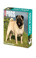 Pugs 2022 Box Calendar - Dog Breed Daily Desktop