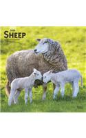 Sheep 2020 Square