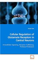 Cellular Regulation of Glutamate Receptors in Central Neurons