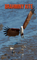 Brahminy kite: Fun Learning Facts About Brahminy kite