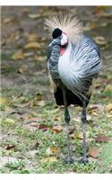 Grey Crowned Crane Bird Journal: 150 page lined notebook/diary