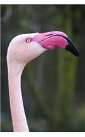 A Close-Up of a Pink Flamingo Journal