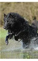 Belgian Shepherd Dog Groenendael Playing in the Water Journal