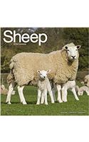 Sheep Calendar 2018