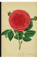 Botanical Print Journal: rosa gallica 2, 6" x 9" Vintage Botanical Flower Print Journal - [Unruled/Blank/Plain/Unlined Journal]