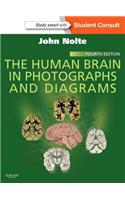 The Human Brain in Photographs and Diagrams