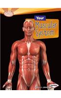 Your Muscular System