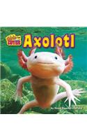 Axolotl