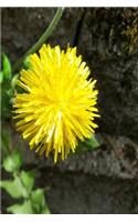 2019 Daily Planner Dandelion Flower Stone Wall 384 Pages: (2019 Planners Calendars Organizers Datebooks Appointment Books Agendas)
