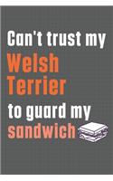 Can't trust my Welsh Terrier to guard my sandwich: For Welsh Terrier Dog Breed Fans