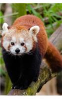 Mind Blowing Cute Red Panda Walking Along Tree Branch 150 Page lined journal: 150 page lined journal