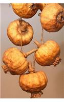 Decorative Dried Poppy Flowers Plant Journal