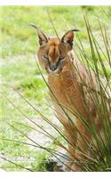 My Favorite Animal, Caracal Journal: Take Notes, Write Down Memories in this 150 Page Lined Journal