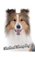 Shetland Sheepdog: Blank Sheet Music 150 pages 8.5 x 11 in. 12 Staves Per Page Music Staff Composition Notation Songwriting Staff Manuscript